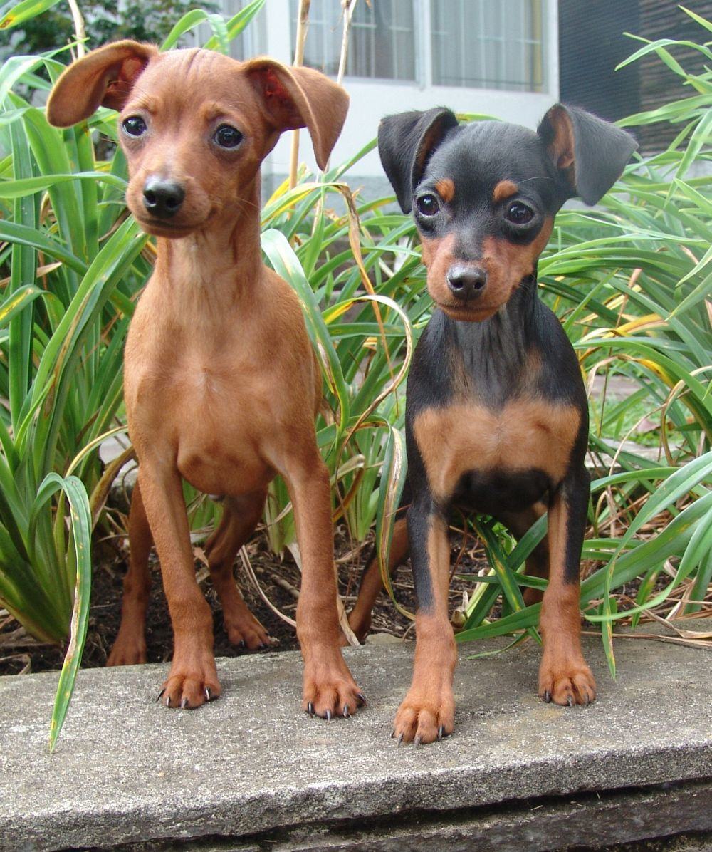 Zwei Zwergpinscher Junghunde