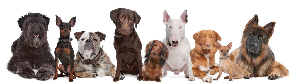 Zwergpinscher Lebenserwartung im Vergleich mit anderen Hunden