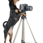 Zwergpinscher Videos