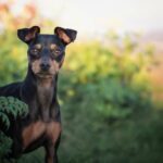 Zwergpinscher Versicherung