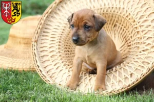 Mehr über den Artikel erfahren Zwergpinscher Züchter und Welpen in Bad Neuenahr-Ahrweiler