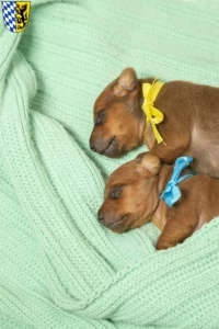 Mehr über den Artikel erfahren Zwergpinscher Züchter und Welpen in Bad Reichenhall