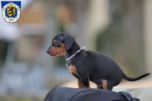 Mehr über den Artikel erfahren Zwergpinscher Züchter und Welpen in Bergheim