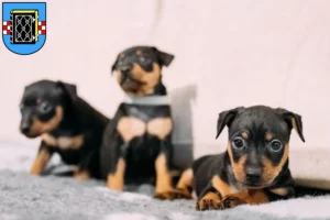 Mehr über den Artikel erfahren Zwergpinscher Züchter und Welpen in Bochum