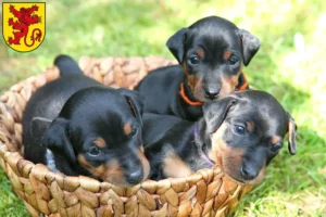 Mehr über den Artikel erfahren Zwergpinscher Züchter und Welpen in Diepholz