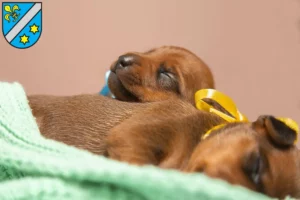 Mehr über den Artikel erfahren Zwergpinscher Züchter und Welpen in Dillingen an der Donau