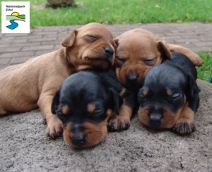 Mehr über den Artikel erfahren Zwergpinscher Züchter und Welpen in der Eifel