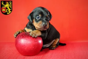 Mehr über den Artikel erfahren Zwergpinscher Züchter und Welpen in Frankenthal (Pfalz)