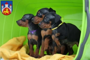 Mehr über den Artikel erfahren Zwergpinscher Züchter und Welpen in Göttingen