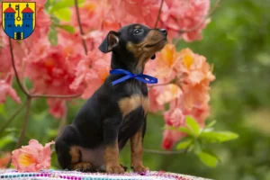 Mehr über den Artikel erfahren Zwergpinscher Züchter und Welpen in Haldensleben