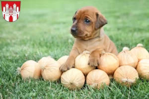 Mehr über den Artikel erfahren Zwergpinscher Züchter und Welpen in Höxter