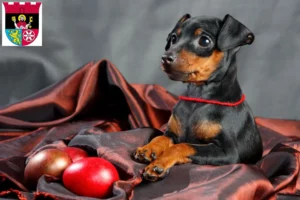 Mehr über den Artikel erfahren Zwergpinscher Züchter und Welpen in Hofheim am Taunus