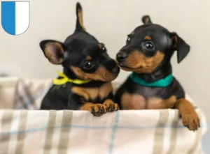 Mehr über den Artikel erfahren Zwergpinscher Züchter und Welpen in Luzern