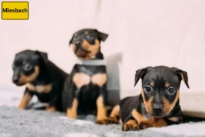 Mehr über den Artikel erfahren Zwergpinscher Züchter und Welpen in Miesbach