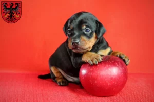 Mehr über den Artikel erfahren Zwergpinscher Züchter und Welpen in Neumarkt in der Oberpfalz