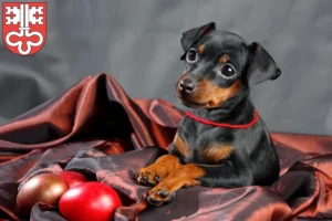 Mehr über den Artikel erfahren Zwergpinscher Züchter und Welpen in Nidwalden