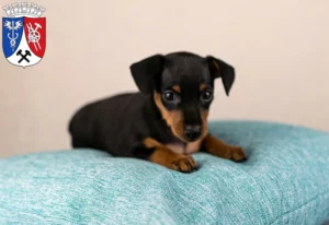 Mehr über den Artikel erfahren Zwergpinscher Züchter und Welpen in Oberhausen