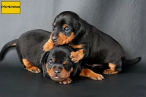 Mehr über den Artikel erfahren Zwergpinscher Züchter und Welpen in Pfarrkirchen