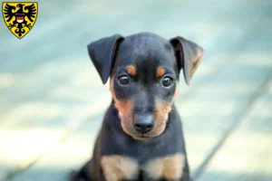 Mehr über den Artikel erfahren Zwergpinscher Züchter und Welpen in Reutlingen