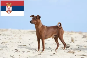 Mehr über den Artikel erfahren Zwergpinscher Züchter und Welpen in Serbien