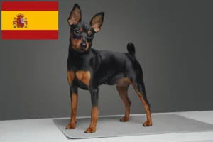 Mehr über den Artikel erfahren Zwergpinscher Züchter und Welpen in Spanien