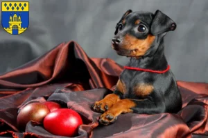 Mehr über den Artikel erfahren Zwergpinscher Züchter und Welpen in Steinfurt