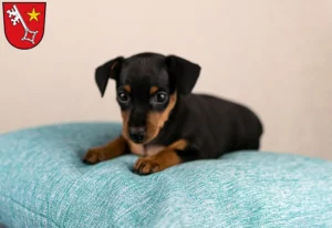 Mehr über den Artikel erfahren Zwergpinscher Züchter und Welpen in Worms