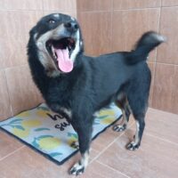 Pinscher-Mix-Hündin PIKA - freundliche, kleine Strahlemaus