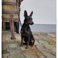 Junger gesunder Zwergpinscher Deckrüde